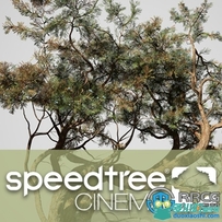 SpeedTree Modeler Cinema Edition树木植物实时建模软件V9.0.0版