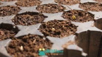 种子到发芽植物幼苗生长实拍视频素材