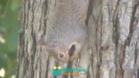 可爱的松鼠倒挂在树上啃咬坚果的特写镜头视频素材