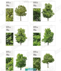 120组各类大小形状树木植物高清参考图片合集