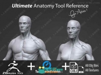 Zbrush超精细男女性肌肉群雕刻解剖3D模型