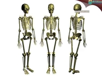 人体骨骼3D模型 OBJ,3DS格式