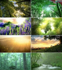 17款小淸新自然风光清晨阳光透过树木高清视频素材