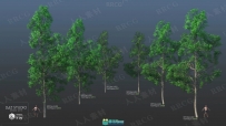 自然植被树木森林3D模型合集