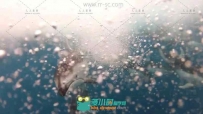 海豚在海底翔游的自然美景高清实拍视频素材