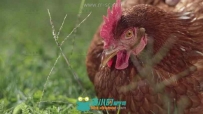 老外实拍农村母鸡下蛋高清视频素材