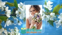 唯美花瓣相册动画AE模板 Videohive Photo Gallery Spring Blossoms 11171173