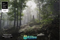 逼真自然3D植被森林环境场景Unity游戏素材资源