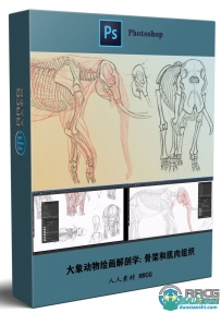 大象动物绘画解剖学系列教程第一季: 骨架和肌肉组织