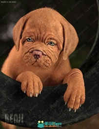 逼真可爱棕色宠物狗姿势3D模型