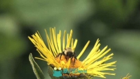 蜜蜂采蜜实拍视频素材