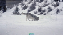 寒冷冬季雪景自然野生动物拍摄讲解视频教程