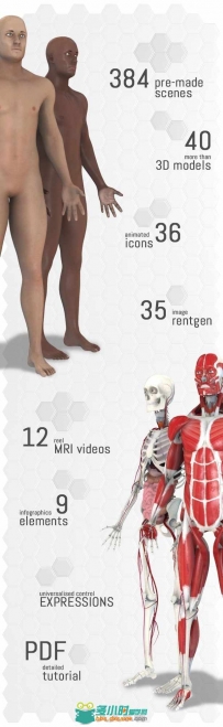 现代人体解剖学纪录片电视栏目AE模板 Videohive Human Body Anatomy 18254375