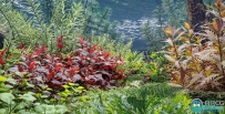72组胭脂红天琴罗塔拉圆叶等植物3D模型合集