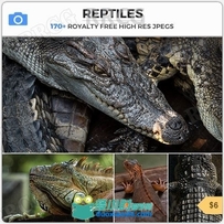 170组蜥蜴鳄鱼等相关爬行动物高清参考图片合集