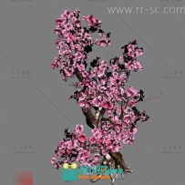 粉嫩的桃树3D模型