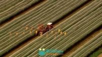 航拍农田工人洒农药作业视频素材