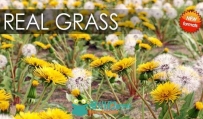 VIZPARK Real Grass花草3D模型插件包 VIZPARK Real Grass for Cinema4D Modo OBJ F...