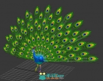 超酷孔雀开屏3D模型加动作