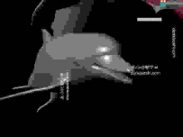 海豚3D模型-完整项目文件【mb】