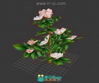 粉嫩的茶花3D模型