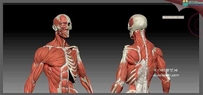 Zbrush人体肌肉模型资源 骨骼裸模 ztl源文件 人体模型参考