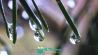 雨水中的花草优雅清馨高清实拍视频素材