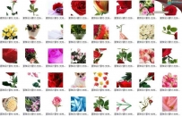 PNG写实玫瑰花 花卉免扣图片平面设计素材