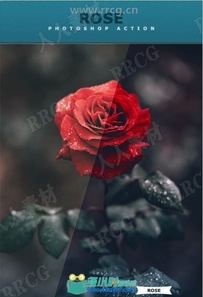 玫瑰鲜花惊艳明亮色彩调色滤镜艺术图像处理特效PS动作