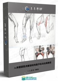 人体腿部肌肉解剖结构数字绘画视频教程