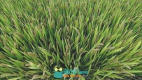 水稻成熟之前绿意葱葱的稻田美景高清实拍视频素材