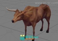写实的老牛3D模型