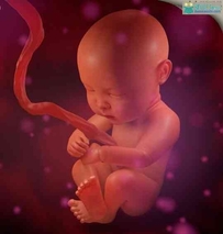 子宫婴儿3D模型 Turbosquid – Human Fetus MAX/Maya/OBJ/FBX