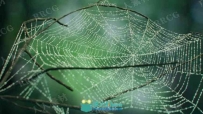 Cobwebs蜘蛛网丛状结构3dsmax插件
