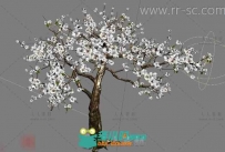 好看的白色梅花树3D模型