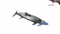12种大型鱼类unity 3D模型带基础动画