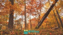 秋天阳光透过枫树林延时摄影高清实拍视频素材