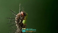 毛毛虫吃枝叶实拍视频素材