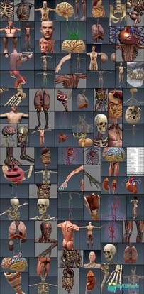 人体器官肌肉骨骼内脏3dsmax 医用3D模型解剖型CG建模素材
