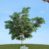 80套低面树木植物3D模型合辑下载