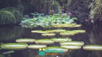 环境优美的公园池塘里的荷叶荷花高清实拍视频素材