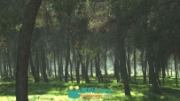 森林中一棵棵树木和绿油油的草地高清实拍视频素材