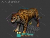 绑定好的凶猛大老虎3D模型