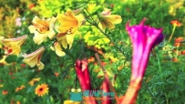 梦幻的莫奈秘密花园自然风光高清实拍视频素材