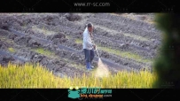 农民田里喷药锄地收割稻谷场景高清实拍视频素材