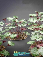紫叶珊瑚植物3D模型