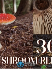 300张不同角度类型蘑菇高清参考图合集